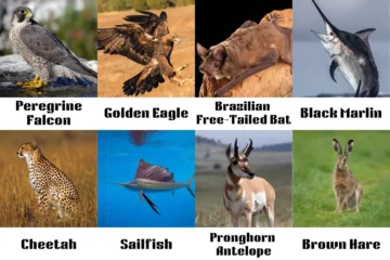 Most Fastest Creatures