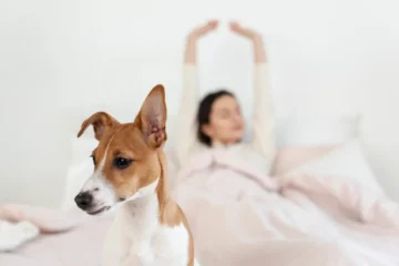 Reduce Stress in Your Dog