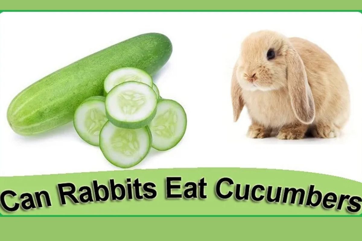 can rabbits eat cucumbers