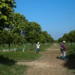 Myanmar durian exports
