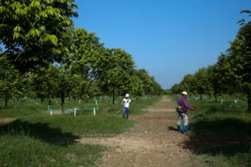 Myanmar durian exports