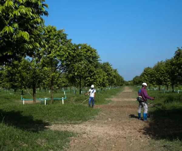 Myanmar durian exports
