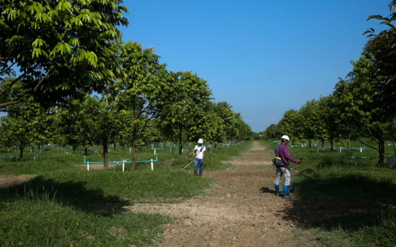 Myanmar durian exports